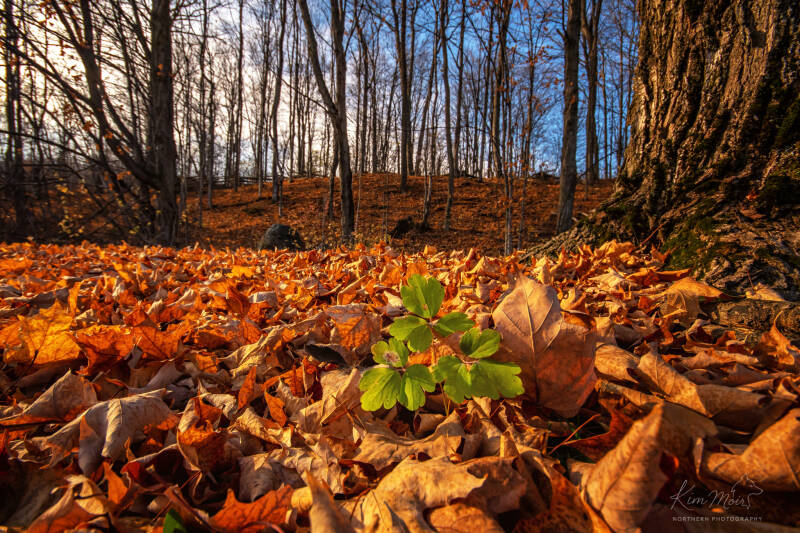 8-imgp6462-bed-of-leaves-standard-cvnttt.jpg