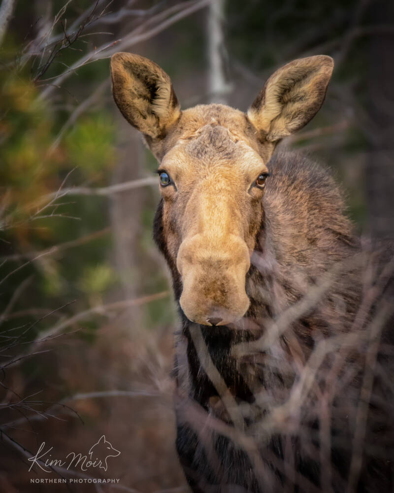cow-moose-portrait-headshot-spring-northeastern-ontario.jpg