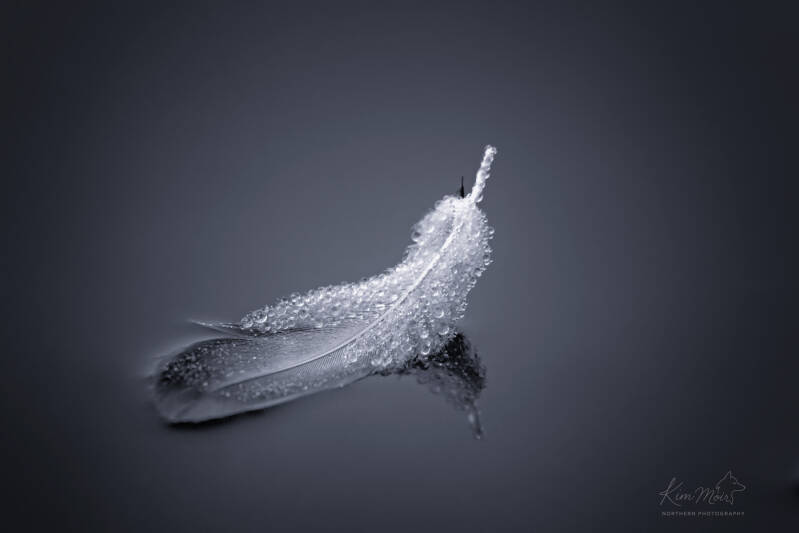 feather-fog-bw-standard-fb2hj4.jpg