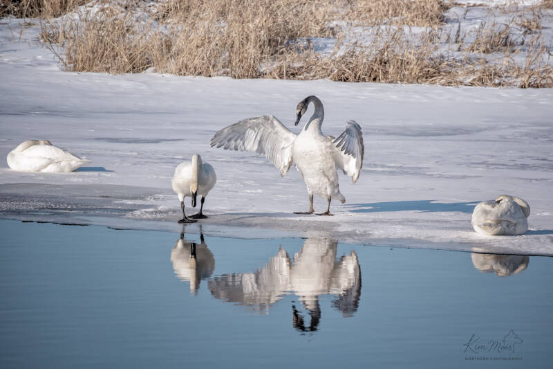 swans-with-first-year-cygnet-reflecting-ice-along-causeway-standard-4c9xy7.jpg