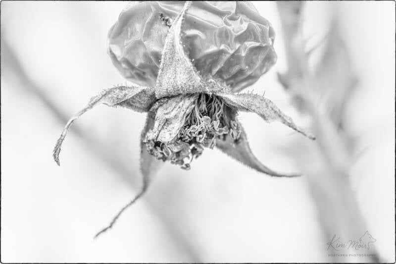 imgp3349-quiet-detail-black-white-rosehip-flower-standard-l4mrpl.jpg
