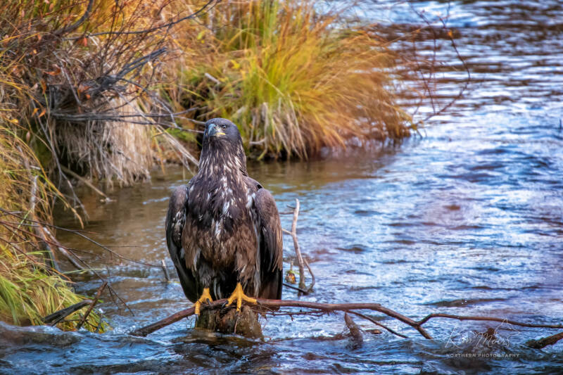 juvenile-bald-eagle-perched-branch-creek-yukon-yellow-talons.jpg