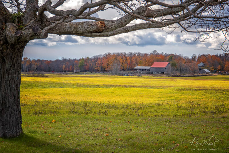tree-framed-barn-scene-standard-plhd11.jpg