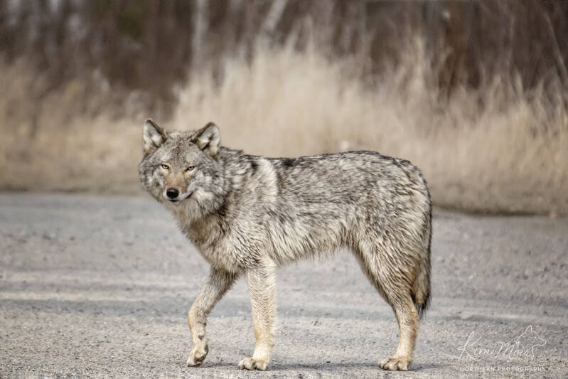 gray-wolf-full-body-yellow-eyes-northeastern-ontario-road.jpg