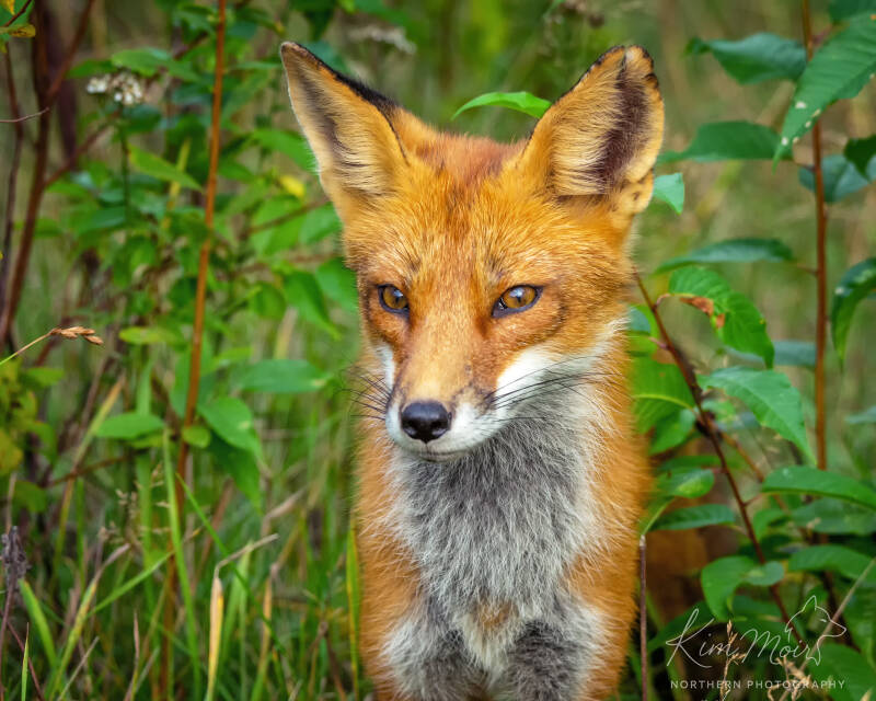 young-red-fox-close-up-portrait-spring-northeastern-ontario.jpg