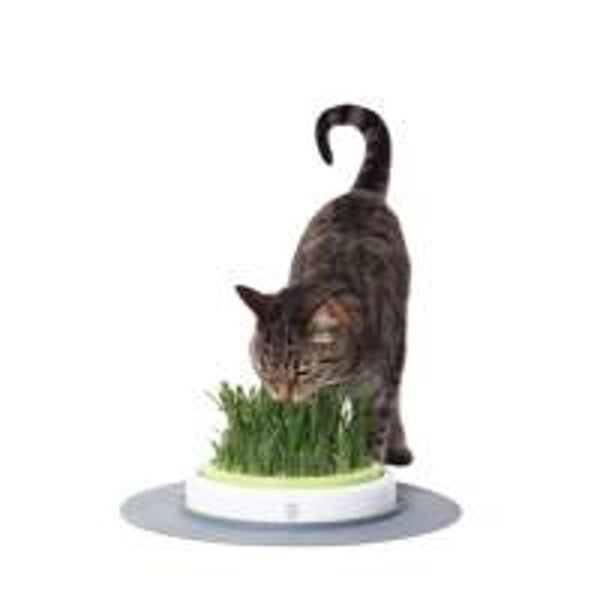 Cat-It Gras Garden Kit