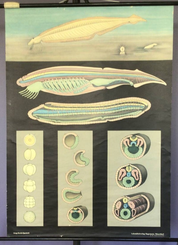 Schoolkaart Lancetvisje