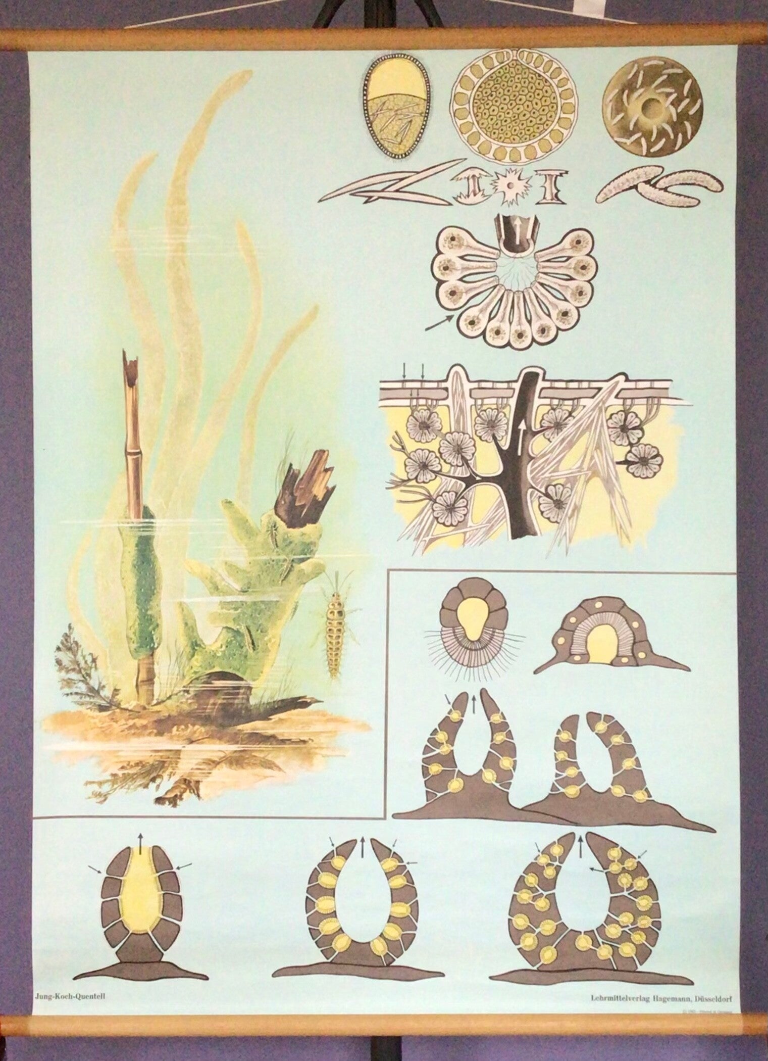 Oude Schoolkaart zoetwatersponsen