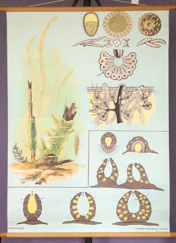 Oude Schoolkaart zoetwatersponsen