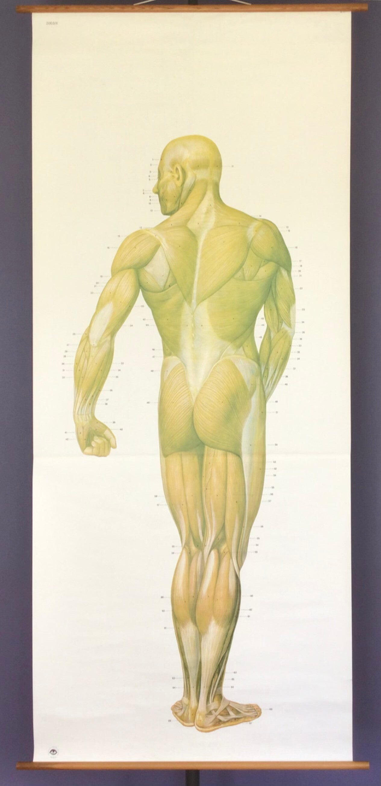 Oude Schoolkaart Spieren (achterkant lichaam)