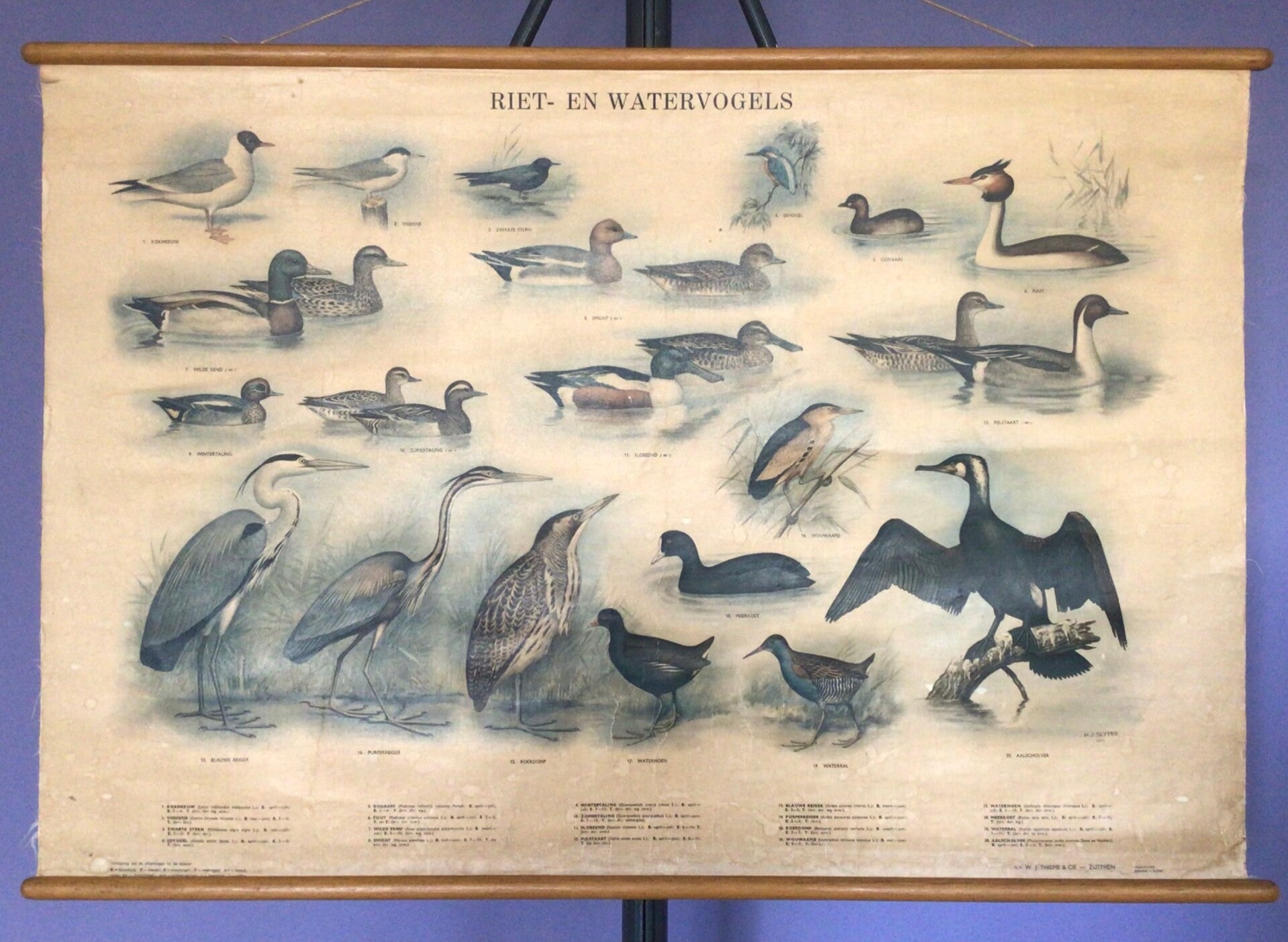 Oude Schoolkaart Riet- en watervogels