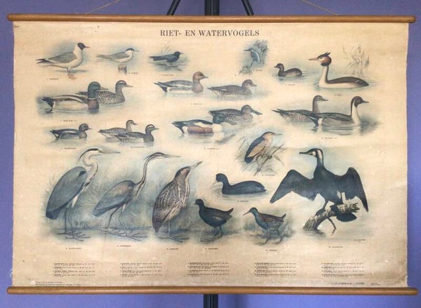 Oude Schoolkaart Riet- en watervogels