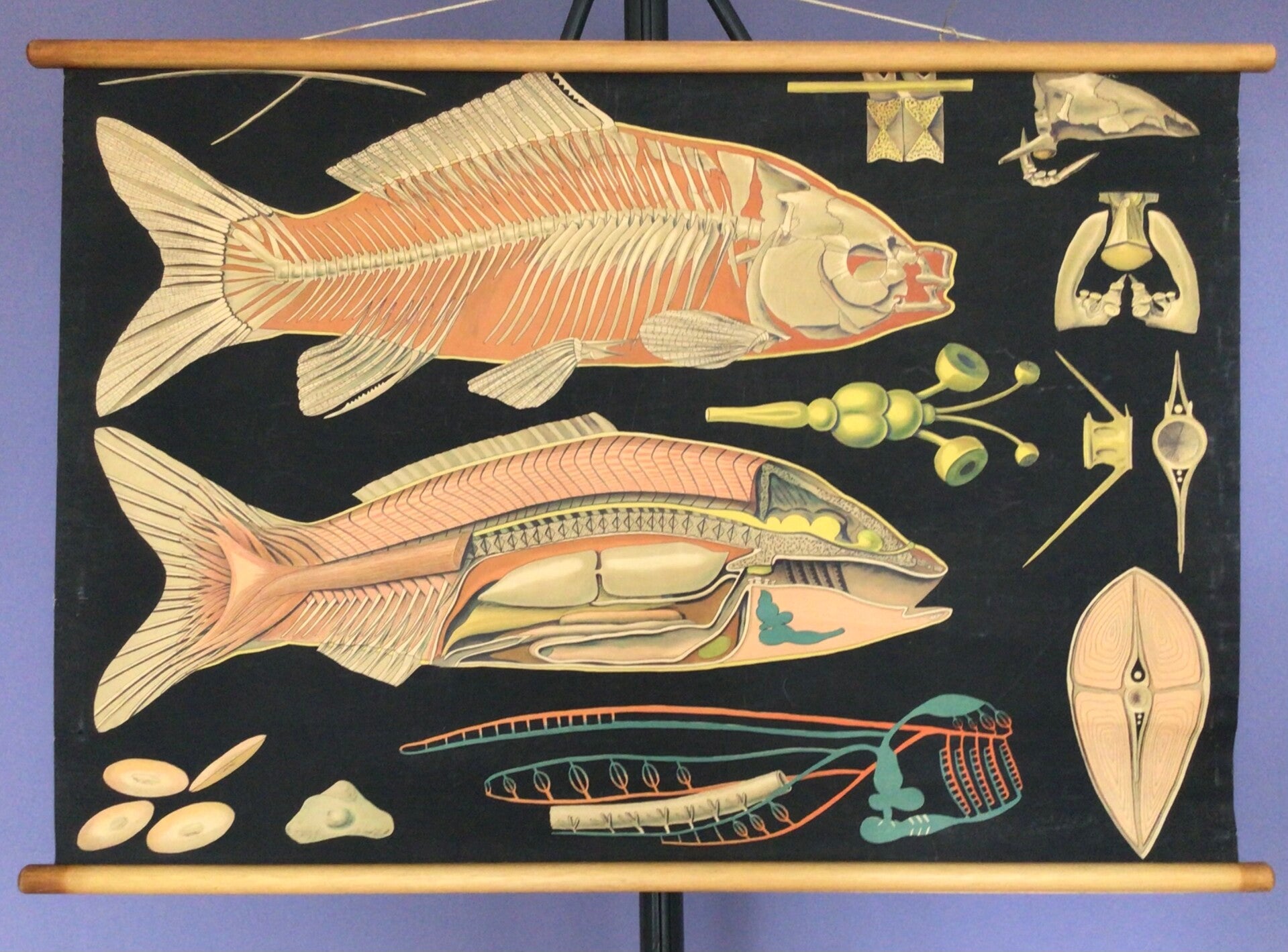 Oude Schoolkaart Karper