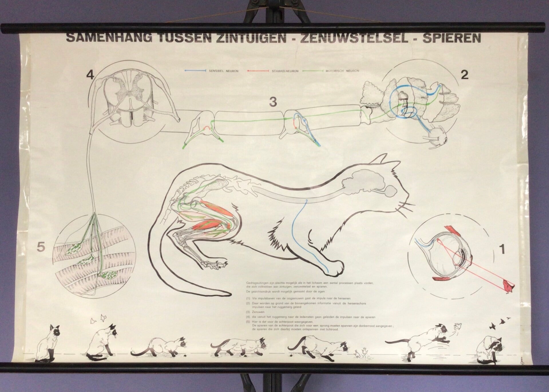 Oude Schoolkaart Kat - samenhang tussen zintuigen, zenuwstelsel en spieren