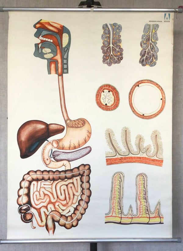 Oude Schoolkaart Spijsvertering