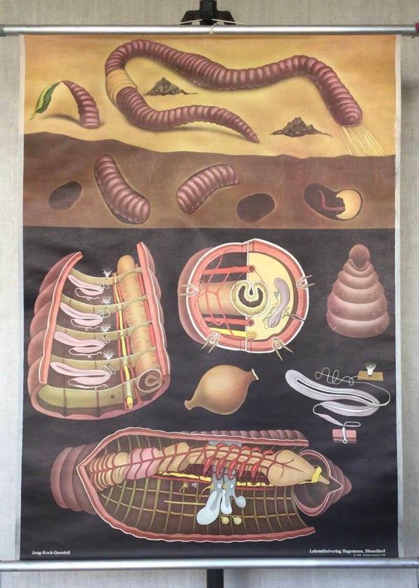 Oude Schoolkaart Regenworm