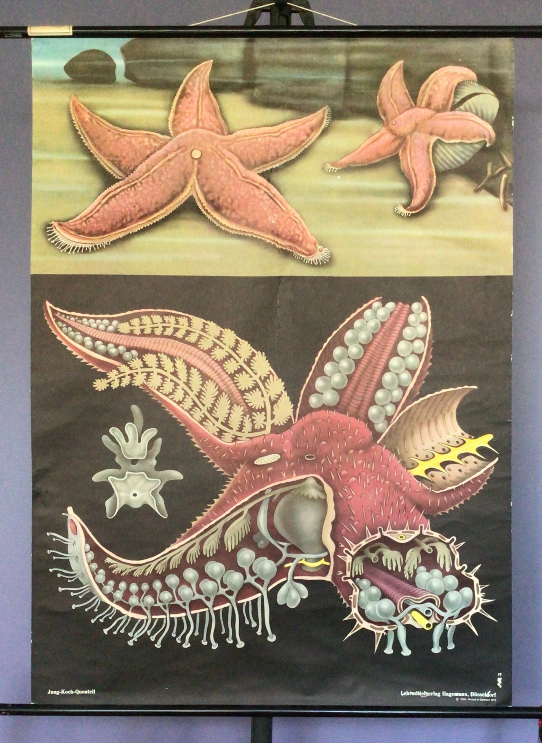 Oude Schoolkaart Rode Zeester