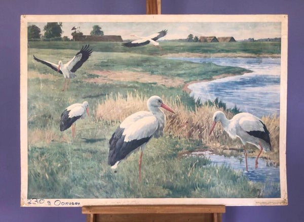 Oude schoolkaart Ooievaars aan het water -
