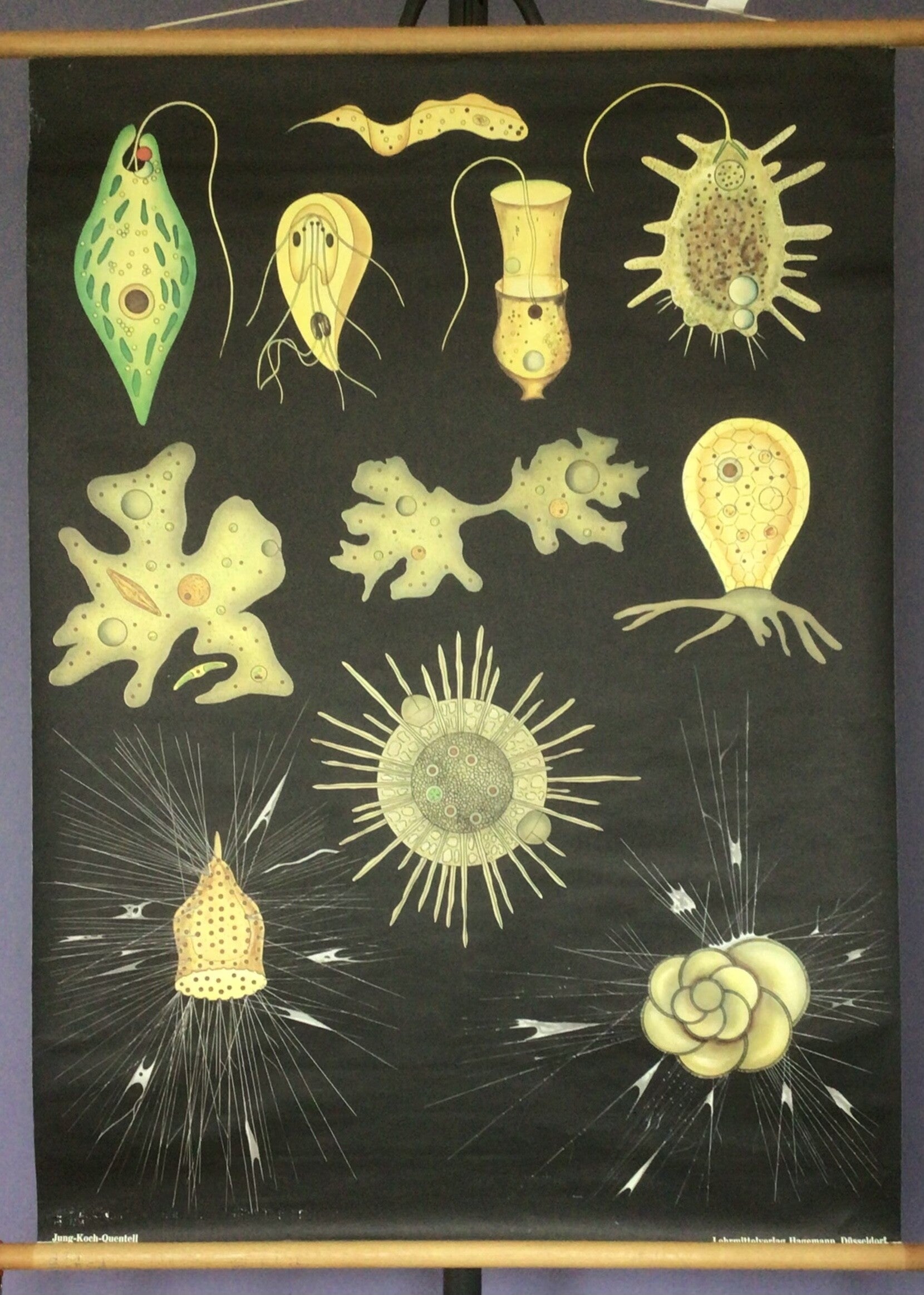 Oude schoolkaart Zweepdiertjes en wortelpotigen