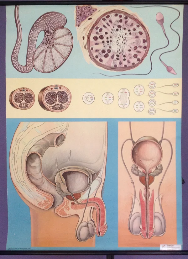 Schoolkaart_zwangerschap_bevalling