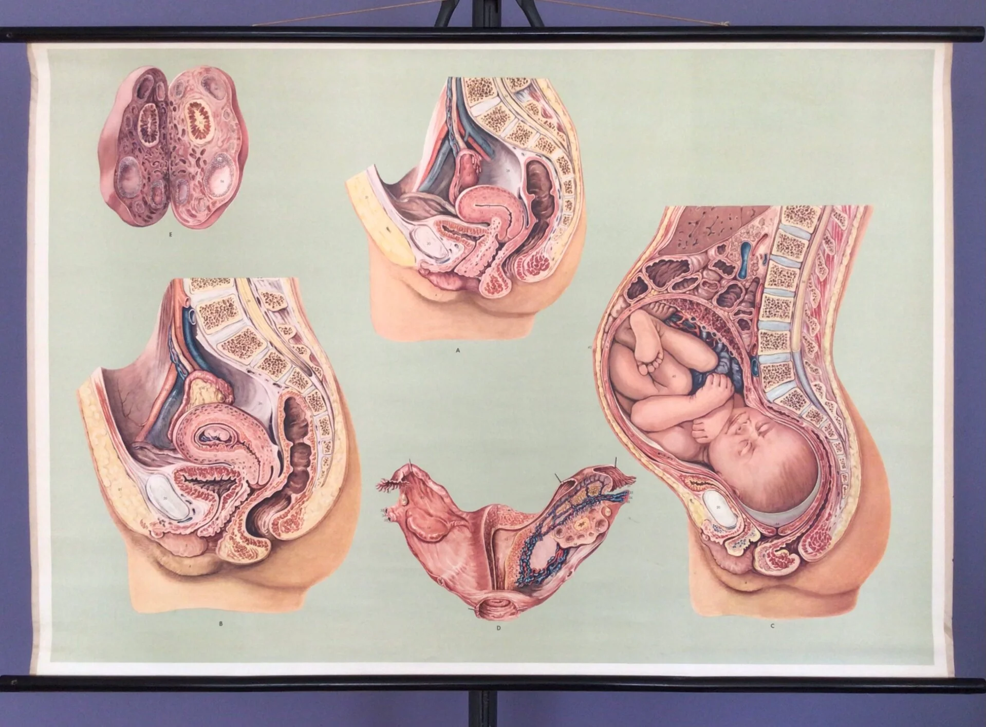 Schoolkaart_zwangerschap_geboorte