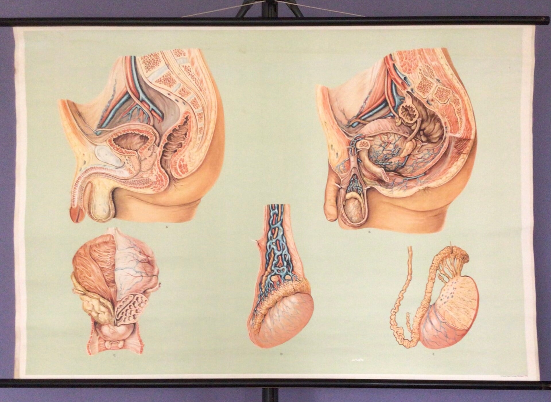 Oude Schoolkaart Het Menselijk lichaam (Het mannelijk geslacht)