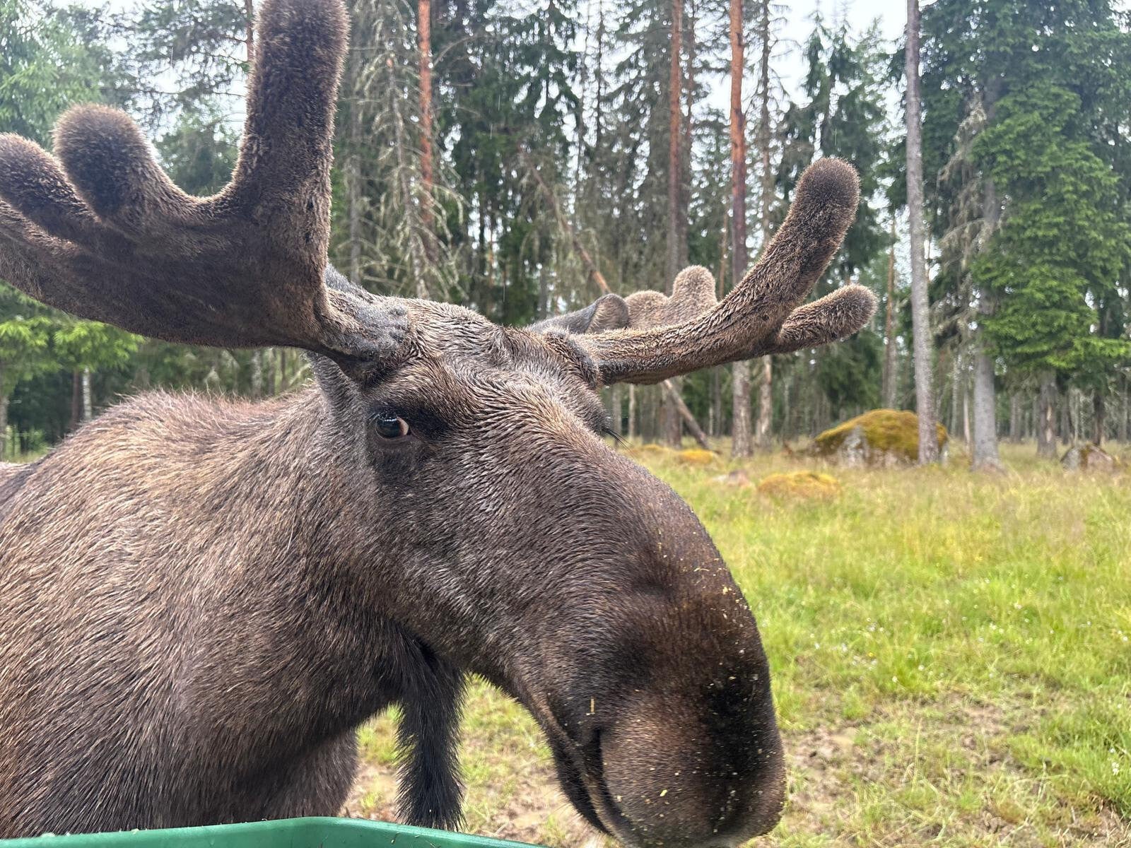 Elch, Värmland, Schweden