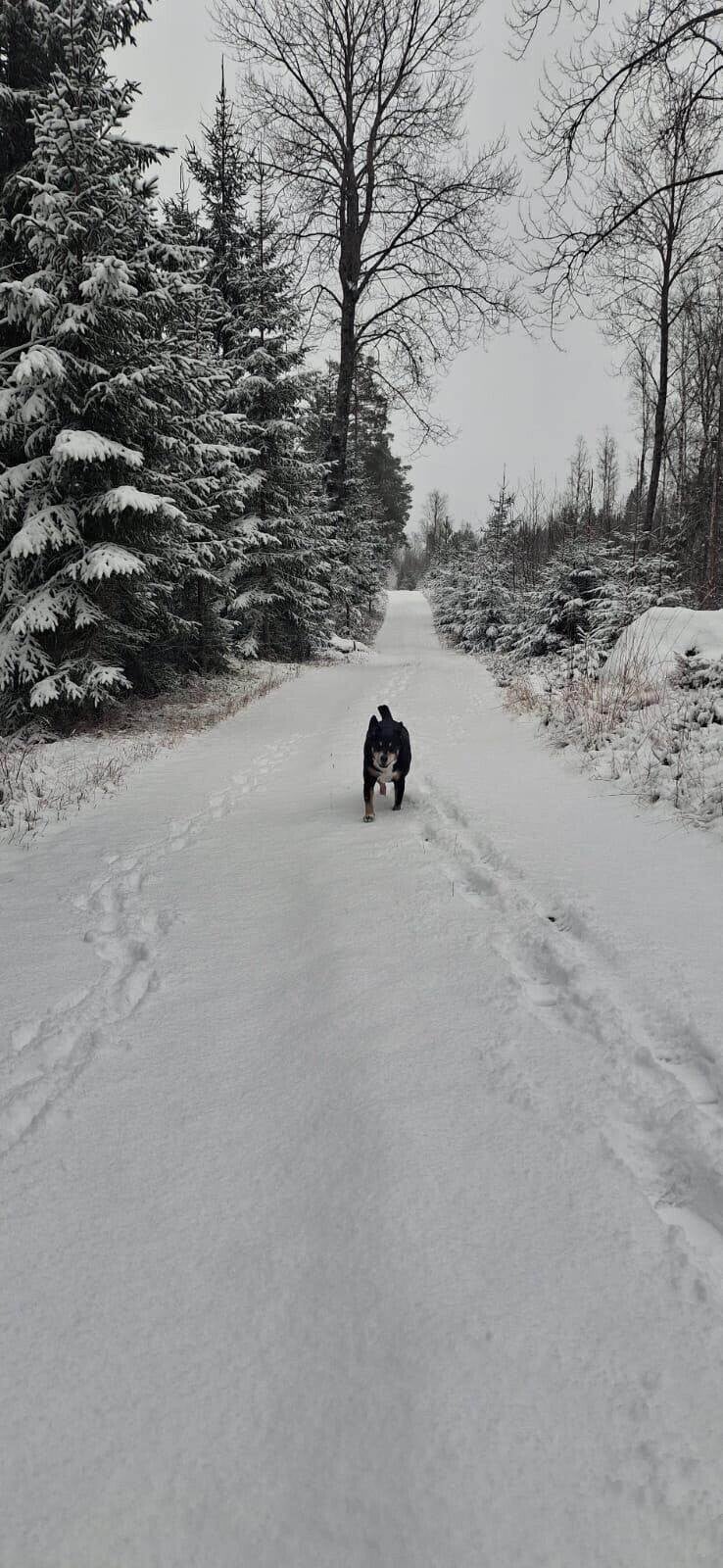 Hund auf einem verschneiten Waldweg in Värmland
