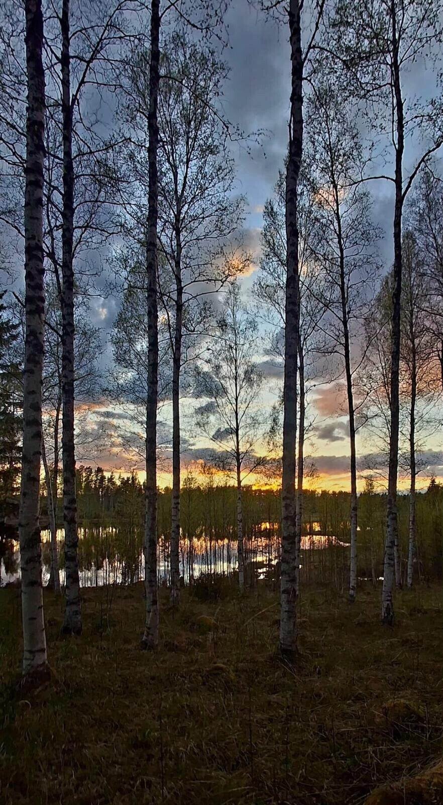 Abendlicht über einem See hinter Birken in Värmland