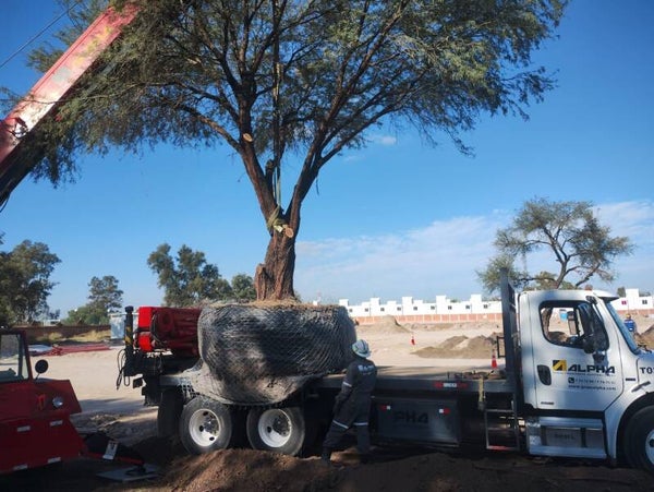 TRASPLANTE DE ARBOLES