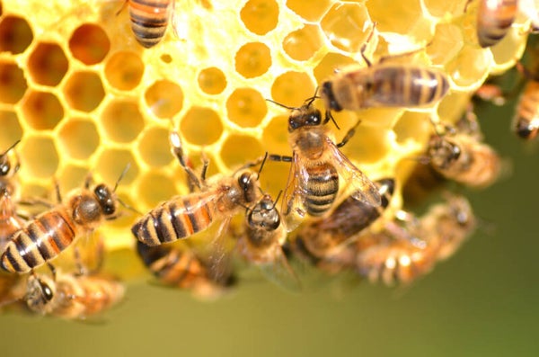 Die Heilkraft der Bienen - SEMINAR