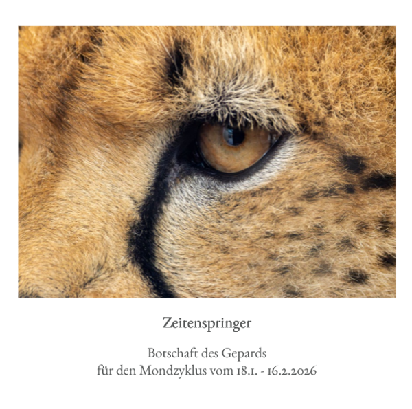 13 Monde Tierkartenset 2026