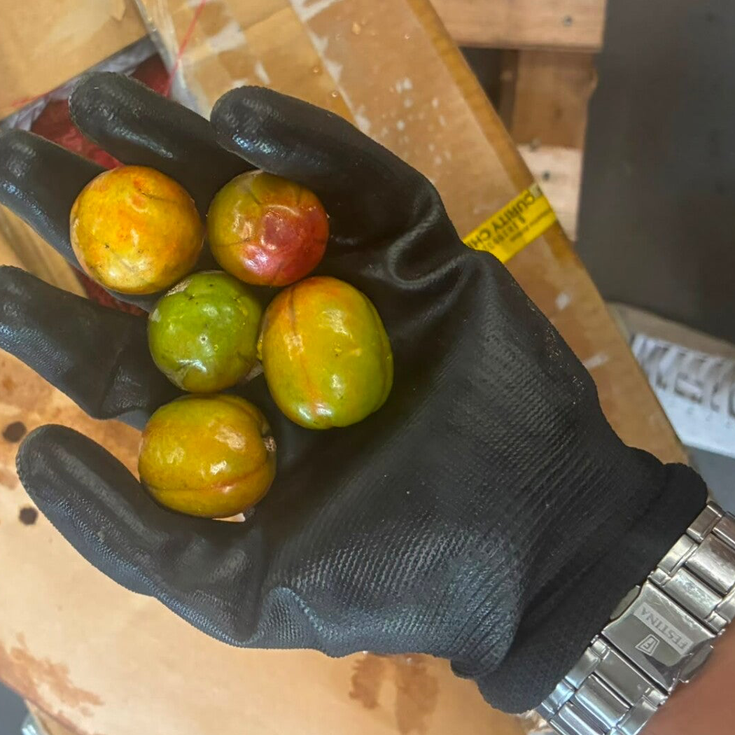 Sineguelas 1/2kg Origin Philippines