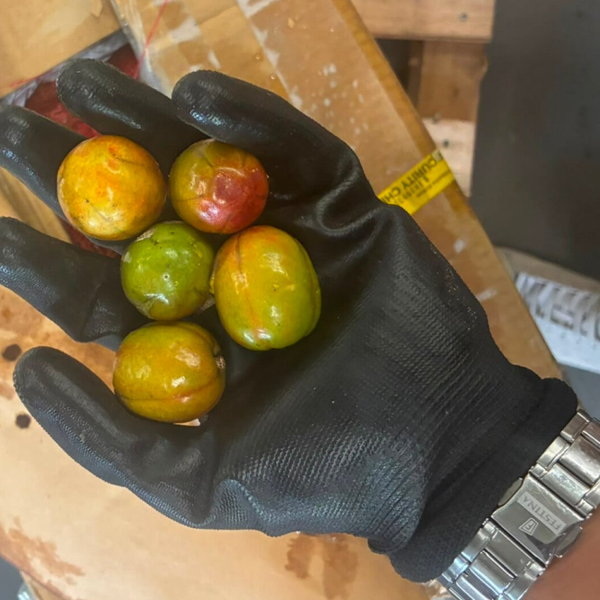 Sineguelas 1/2kg Origin Philippines