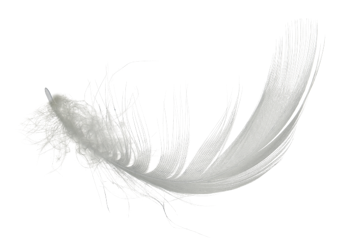 Foto van een wit engelen veertje. Spiritueel symbool, contact me engelen, boodschap van het universum.