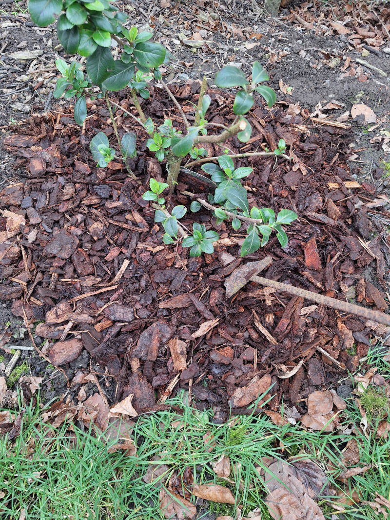 Schors kopen in bulk