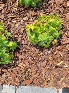 schors in tuin