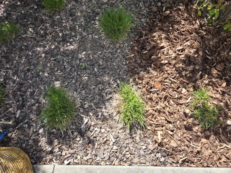 Oude en nieuwe boomschors naast elkaar in de tuin