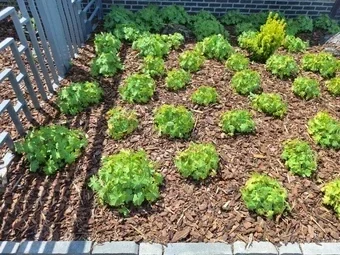 dennen boomschors voor tuin onkruid bestrijden