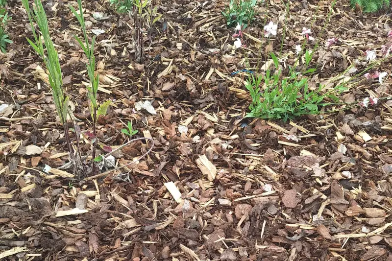 Boomschors aangebracht in een bloembed om onkruidgroei te beperken