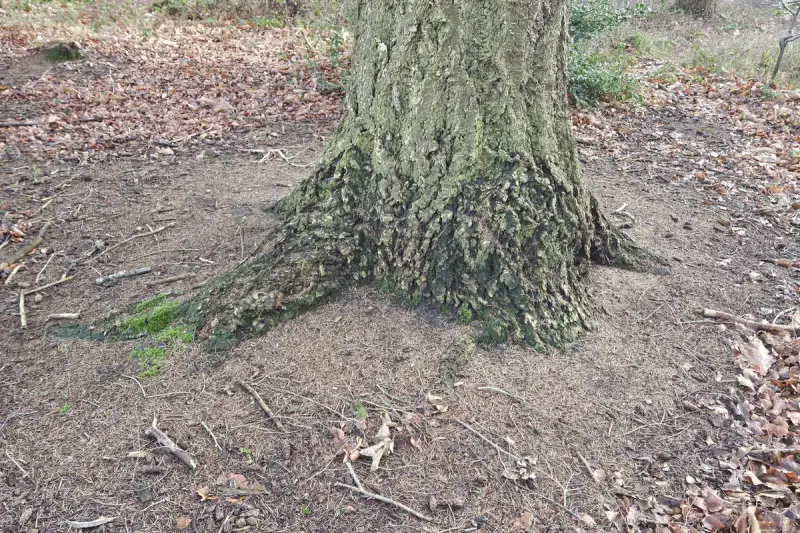 Bosbodem bedekt met dennennaalden en organisch materiaal als natuurlijke bescherming tegen onkruid.
