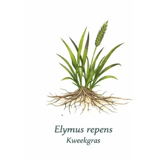 Nauwkeurige botanische weergave van kweekgras (Elymus repens) met wortelstructuur – boomschors60