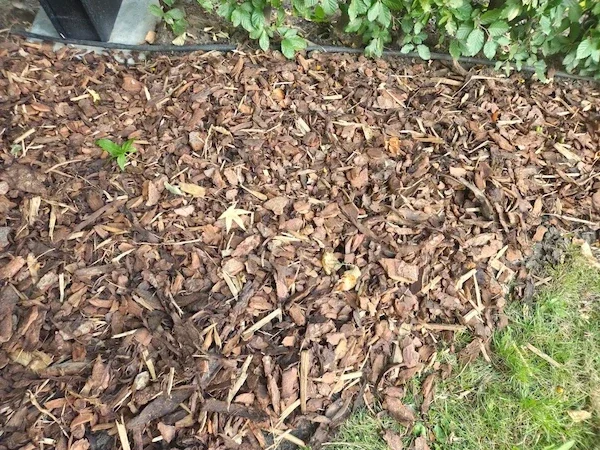 Houtschors aangebracht als bodembedekker tussen border planten