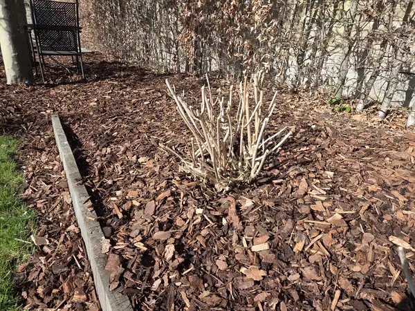 Boomschors in tuinborder bij struiken aangebracht