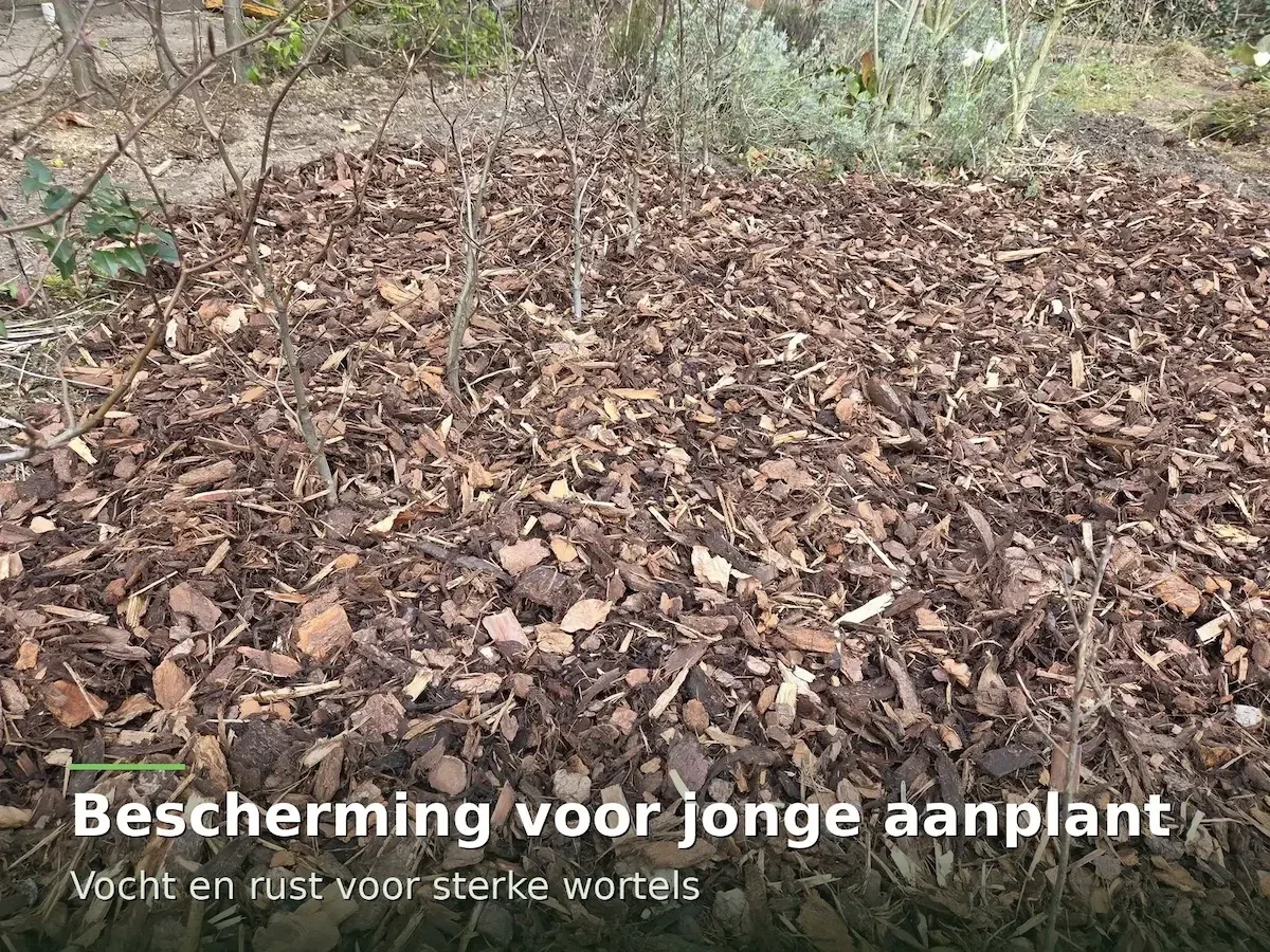 Dikke laag boomschors rond jonge boompjes en struiken