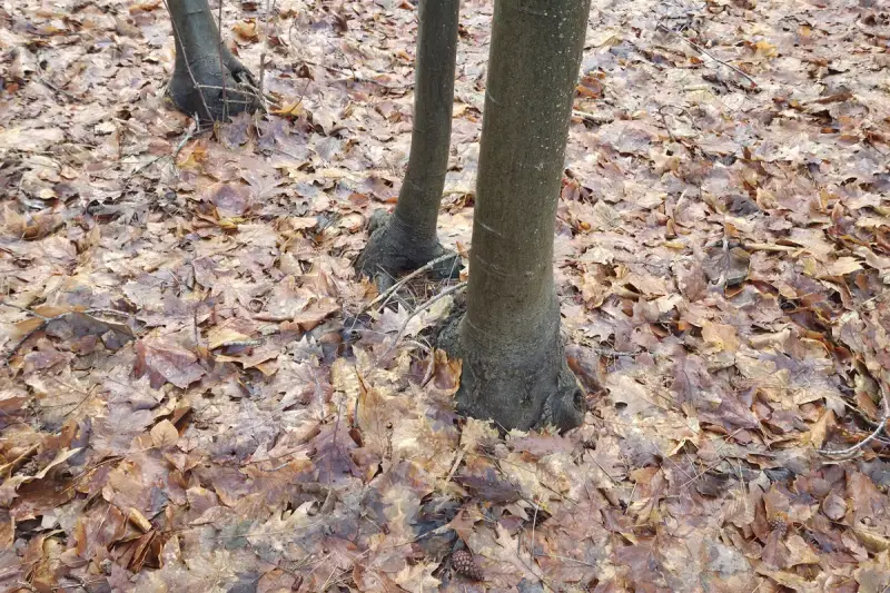 Natuurlijke mulchlaag van gevallen bladeren rond boomstammen in het bos.