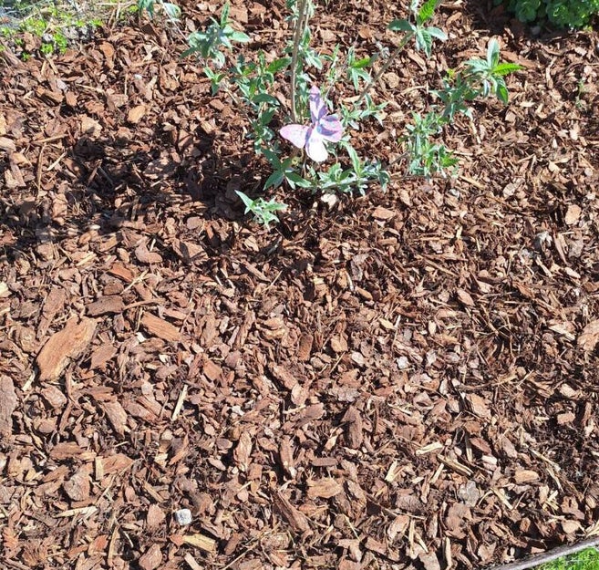 bloem, in de tuin is de schors verspreid rond de bloem