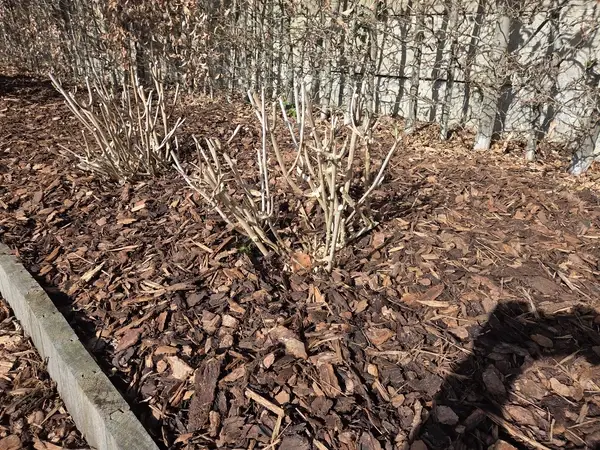 Boomschors rond planten in tuin border aangebracht