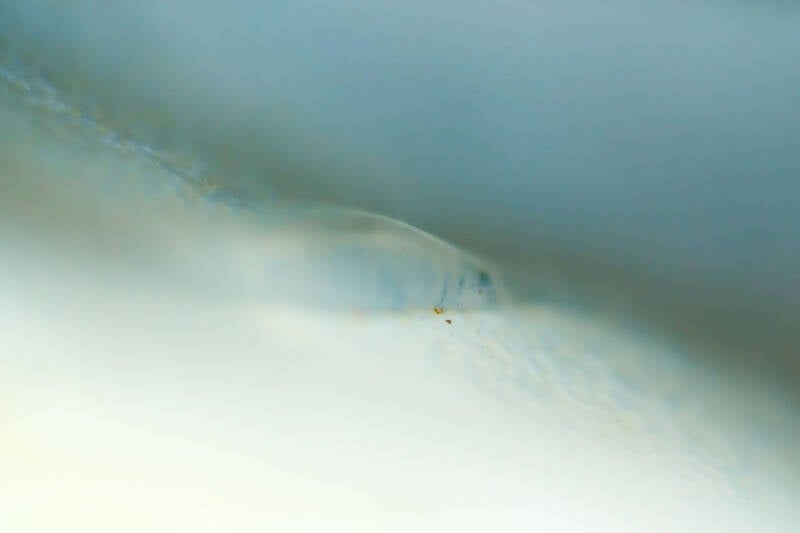 _dsc1982_1-standard-ebqn0o.jpg