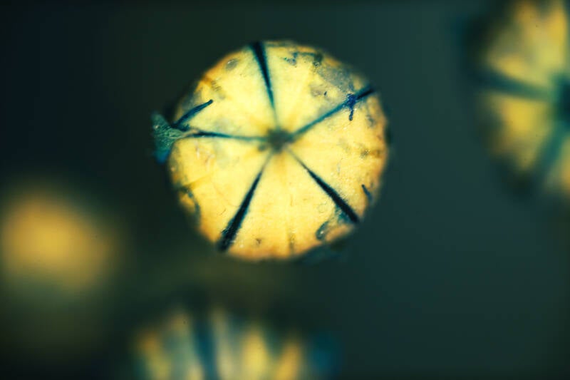 blauwe-bol-standard-v9p8n1.jpg